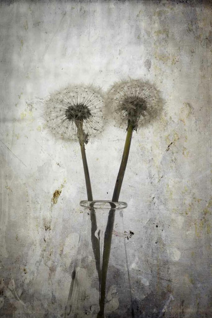 Photographie Dominique Combe, nature morte II