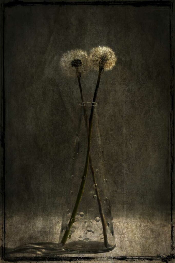 Photographie Dominique Combe, nature morte IV