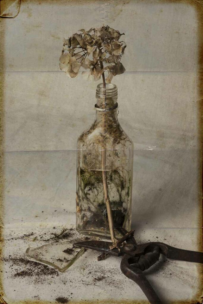 Photographie Dominique Combe, nature morte V