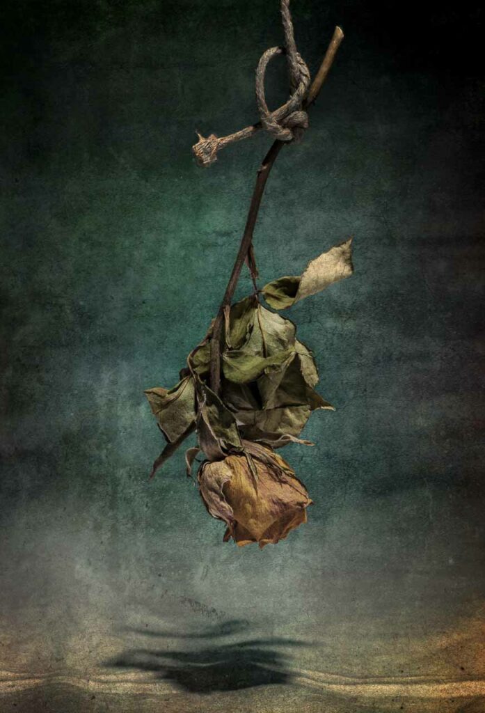 Photographie Dominique Combe, nature morte VII