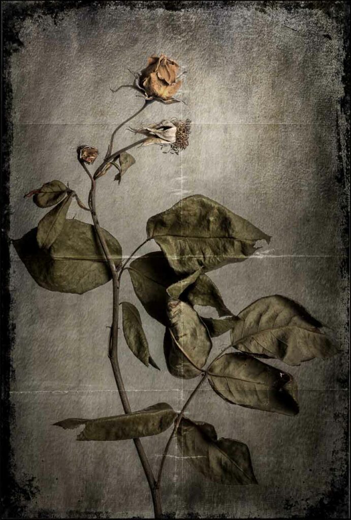 Photographie Dominique Combe, nature morte I