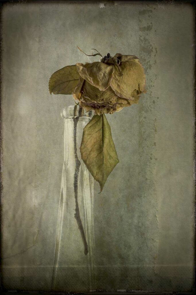 Photographie Dominique Combe, nature morte VIII