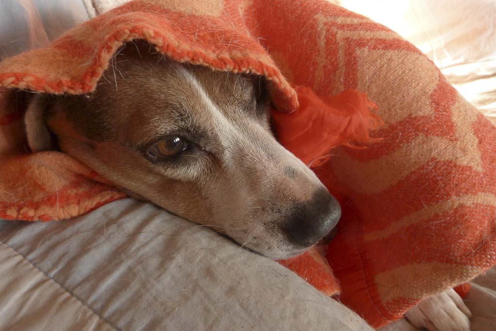 Mon chien sous la couverture